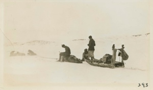 Image: Square flipper or bearded seal. Dog team pulling it to the Bowdoin